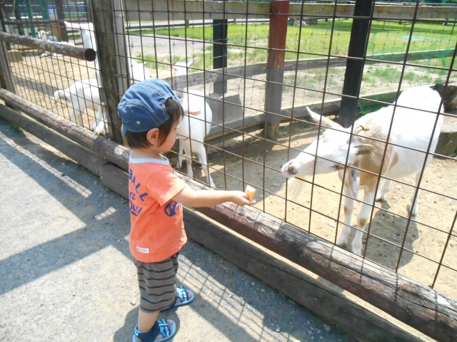 ヤギに餌を与えるこども