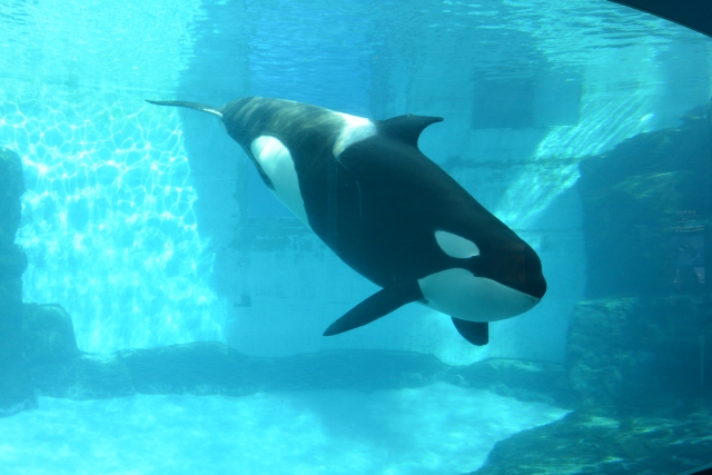 名古屋港のシャチ